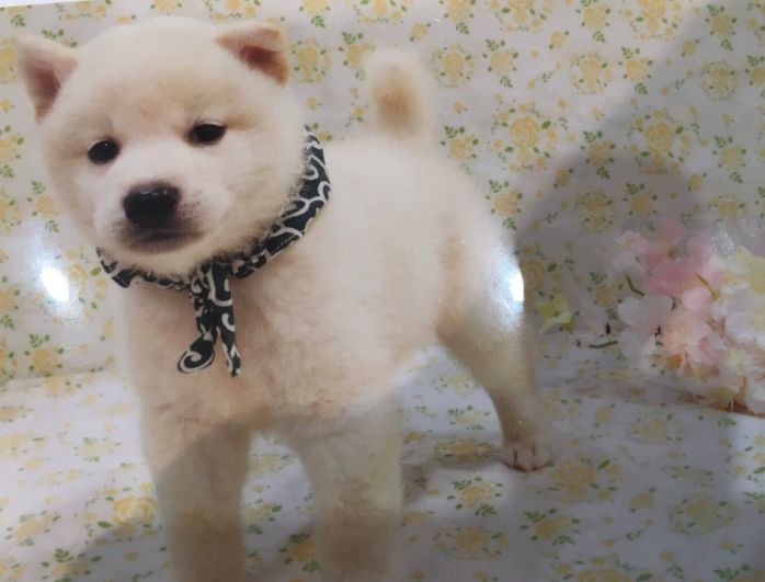 生後2カ月の柴犬