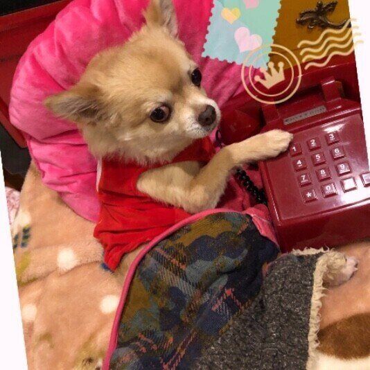 チワワのDadaくん