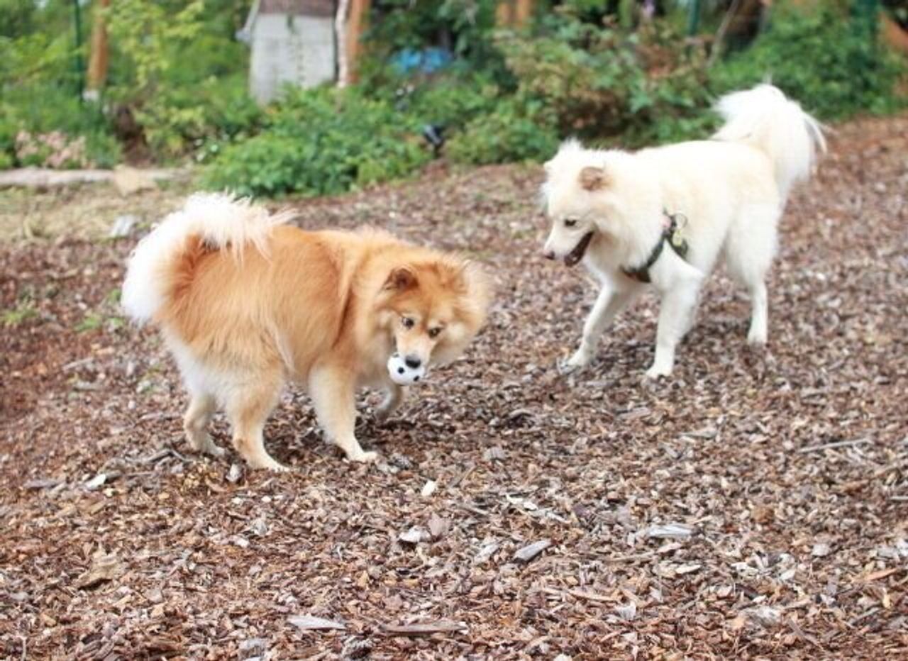 ありえない大福の行動 穴澤賢の犬のはなし いぬのきもちweb Magazine ありえない大福の行動 穴澤賢の犬のはなし いぬのきもちweb Magazine