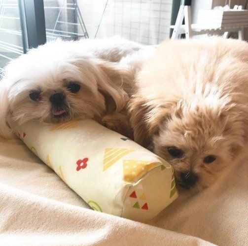 添い寝犬 で見つけた癒しの画像 寄り添う気持ちとあわせて解説 いぬのきもちweb Magazine