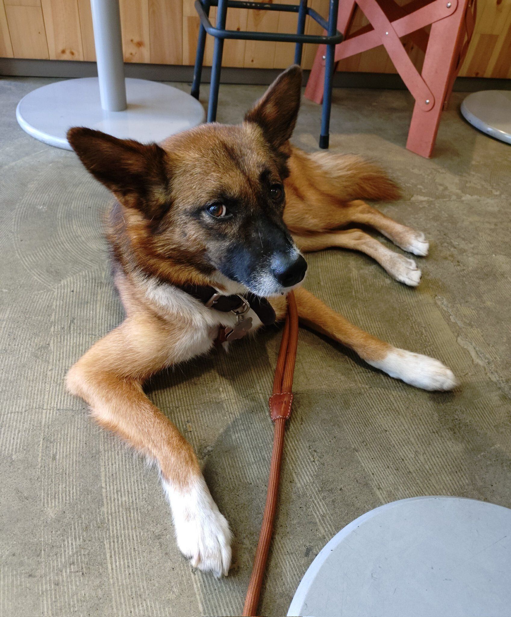 カフェでくつろぐ犬
