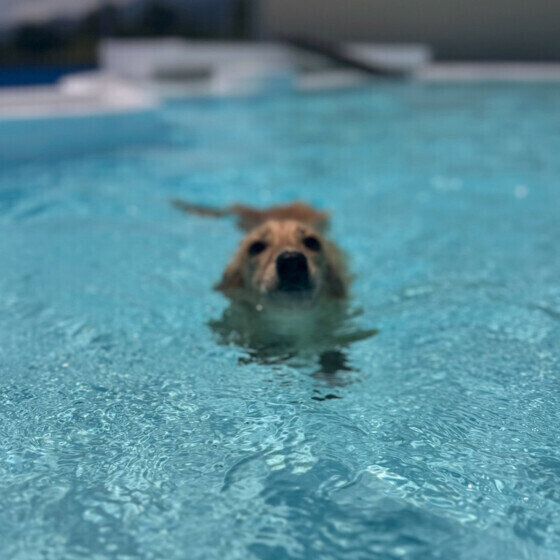 犬の水中毒とは？ 楽しい水遊びで愛犬が低ナトリウム血症を起こさないように注意！ いぬのきもち