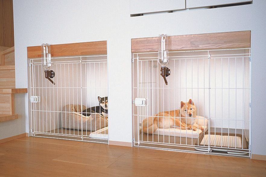 右からきなこちゃん（３才／末っ子気質のかまってちゃん）、あずきちゃん（４才／ツンデレ）ともに柴