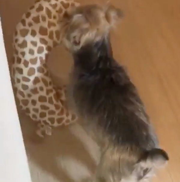 遊んでほしいヨークシャー・テリア