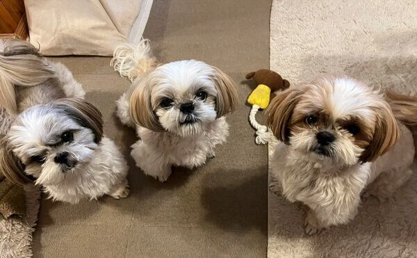 仲良しなえまちゃん、るなちゃん、こてつくん