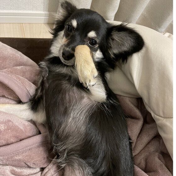 Ｍｉｘ（雑種）小型犬　へそ天