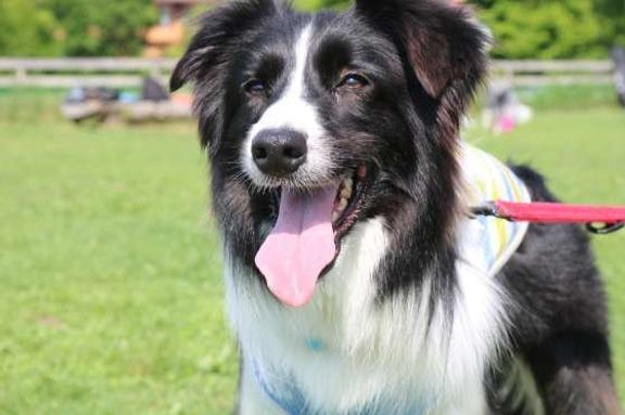 嬉しそうな表情のボーダー・コリー