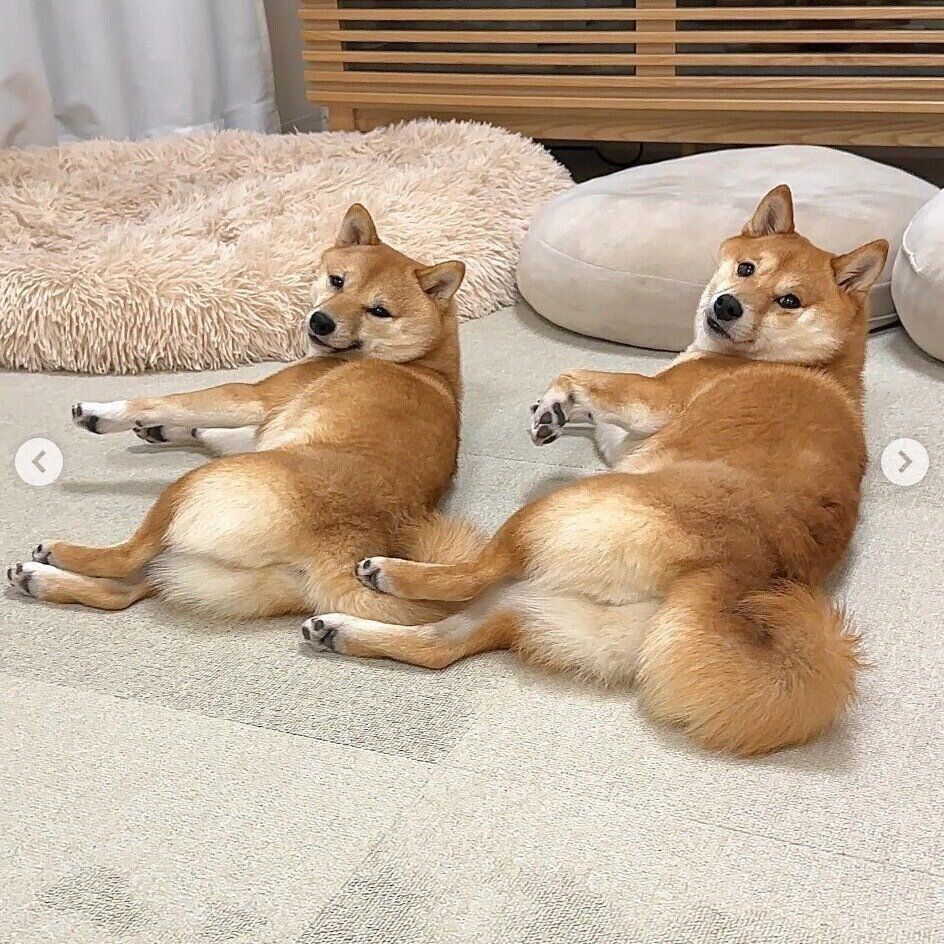 ポーズがシンクロするはなちゃん、まるちゃん