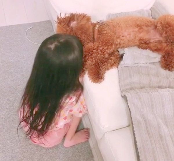 女の子の遊びに付き合うトイ・プードル