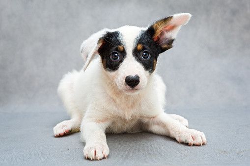 片耳を立てる子犬