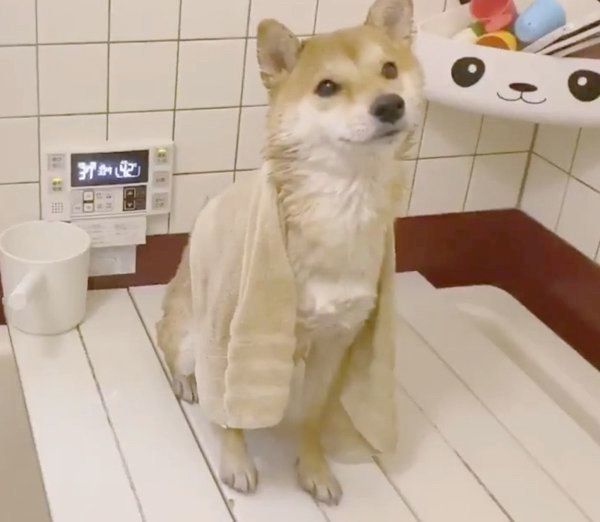 お風呂に入るりんご郎くん