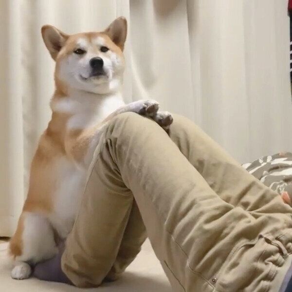 腹筋をサポートするめんまくん