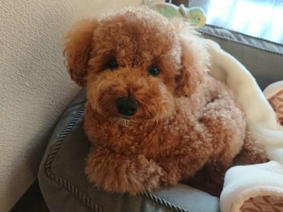 寒 い冬の留守番を快適に 犬に安全な留守番中の防寒グッズ 注意点 いぬのきもちweb Magazine