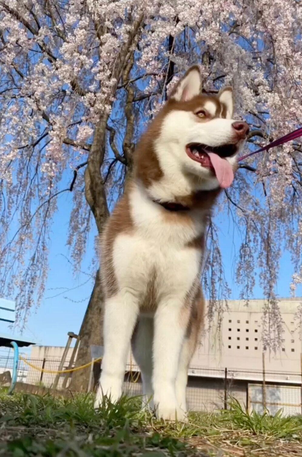 散歩するるいくん