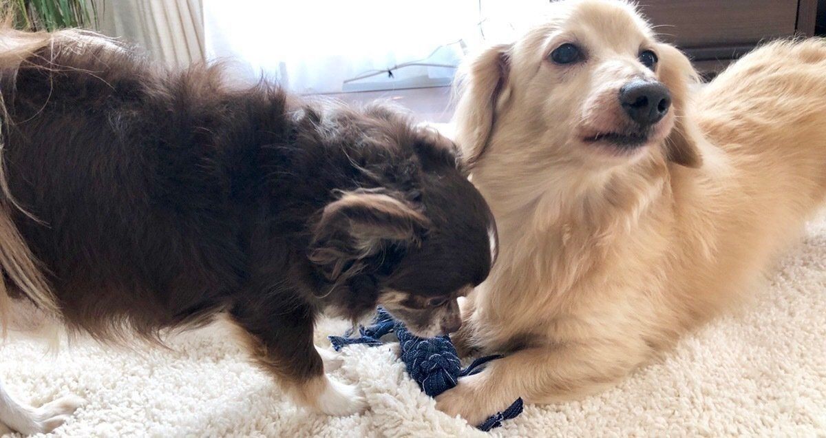 取り合いする犬