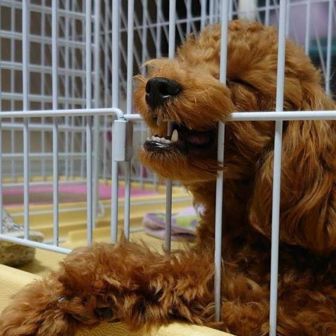 留守番中 犬が家で自由にしてる 実は犬にとって不安なんです いぬのきもちweb Magazine 留守番中 犬が家で自由にしてる 実は犬にとって不安なんです いぬのきもちweb Magazine