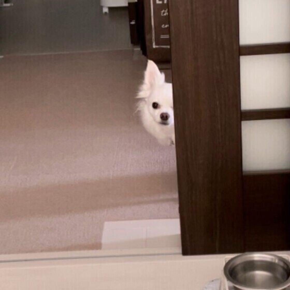 こっそりと熱い視線で人を観察している 物陰や遠くからのぞく犬の心理とは いぬのきもちweb Magazine こっそりと熱い視線で人を観察している 物陰や遠くからのぞく犬の心理とは いぬのきもちweb Magazine