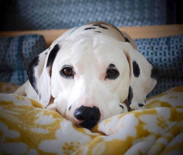 見つめるリタちゃん