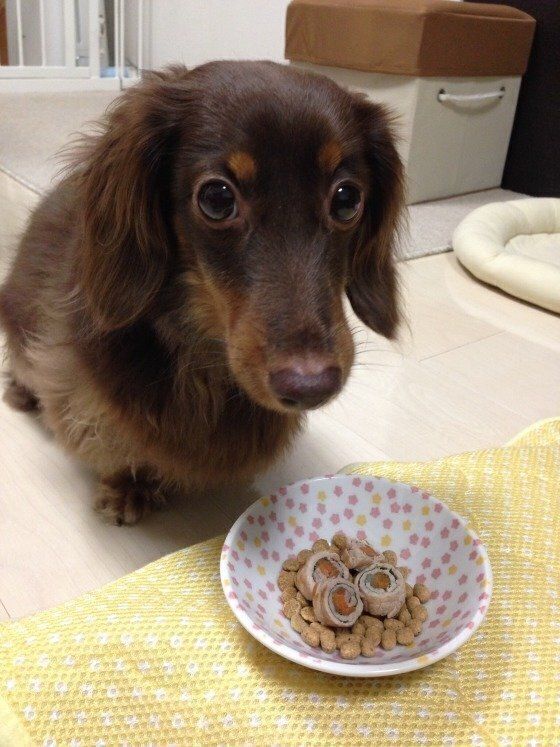 ごはんとミニチュアダックスフンド