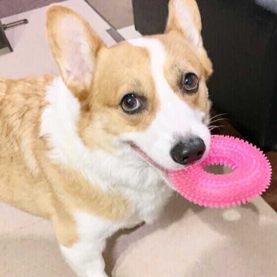 おもちゃをくわえるウェルシュ・コーギー・ペンブローク