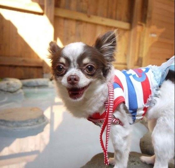 温泉旅館にいるチワワ