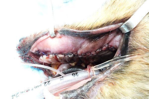 犬の歯周病 重度歯周病の抜歯後