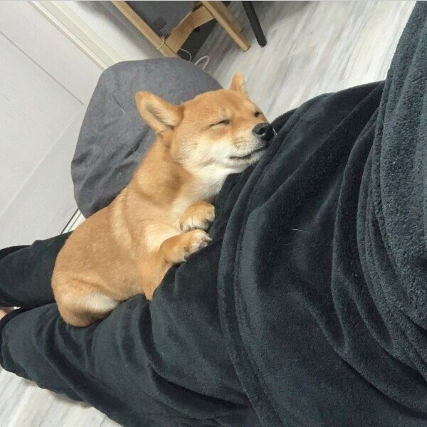 大好きな飼い主さんの上で眠るもなかちゃん