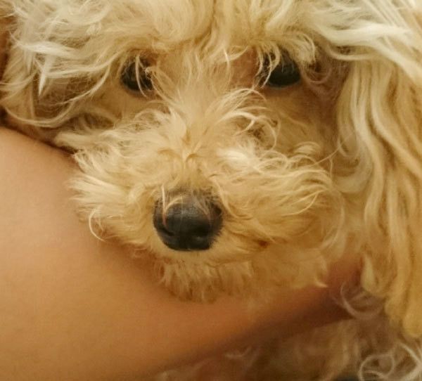 見つめるトイ・プードル