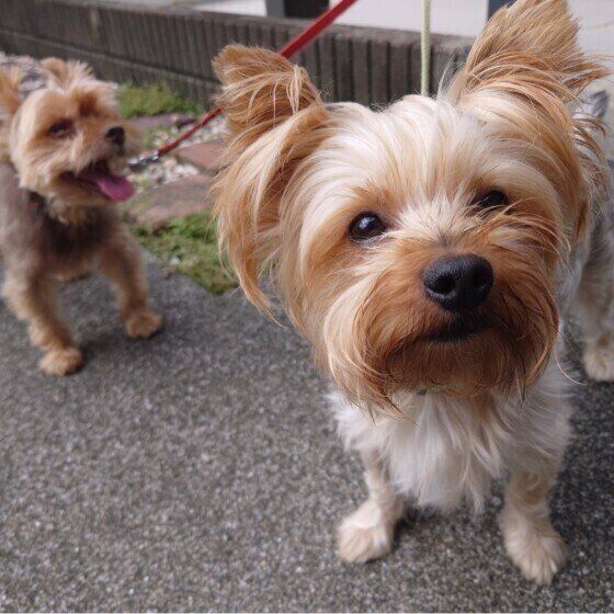 犬のうんちは必ず持ち帰る！ 人にも犬にも影響するフンの放置と感染症の話 いぬのきもち