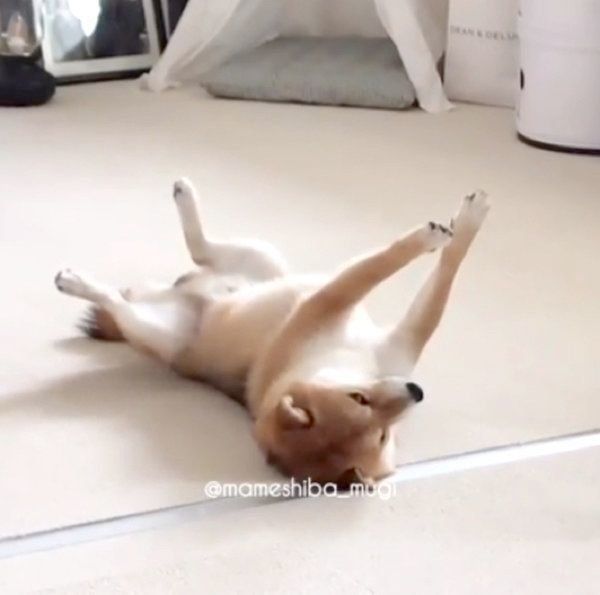 宇宙と交信する豆柴