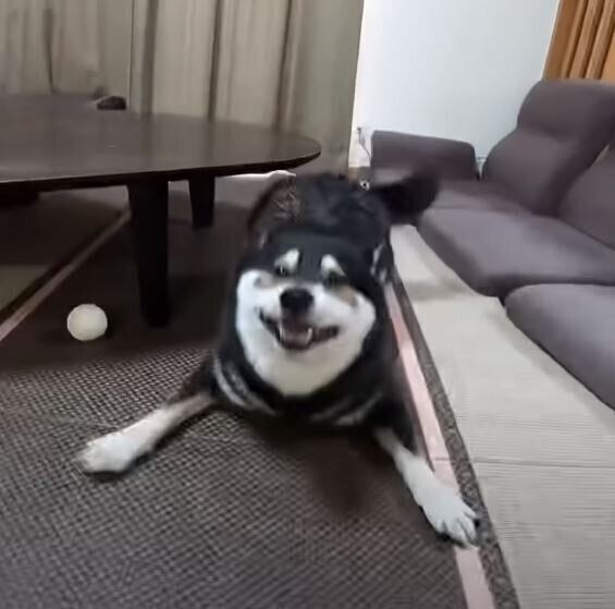 遊んでいる柴犬