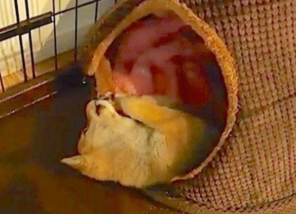 見えない敵と戦う柴犬