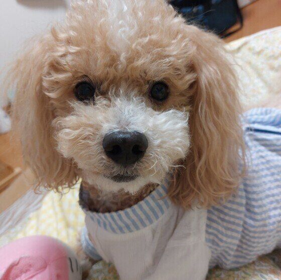 ボールで遊ぶトイ・プードル