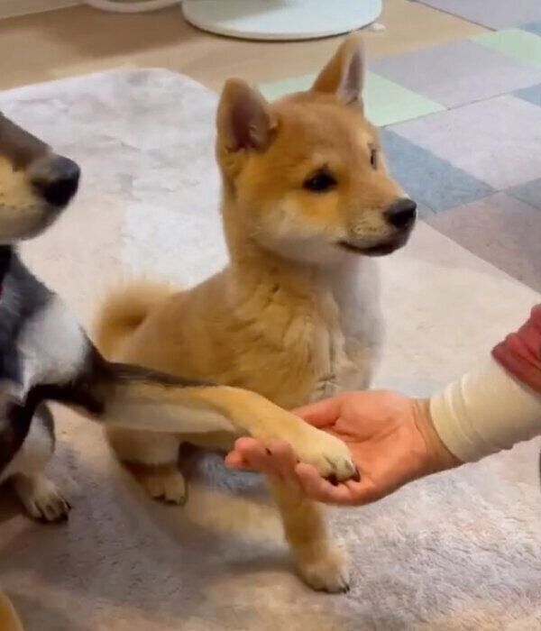 「オテ」の練習をする幸来くんと、できるアピールをする福来ちゃん