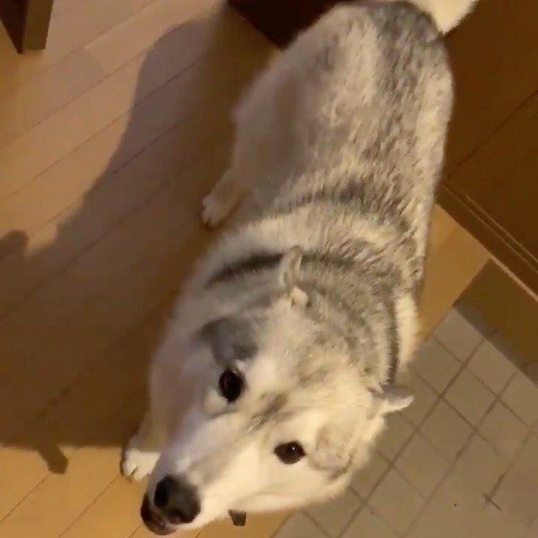 よく喋るユキちゃん