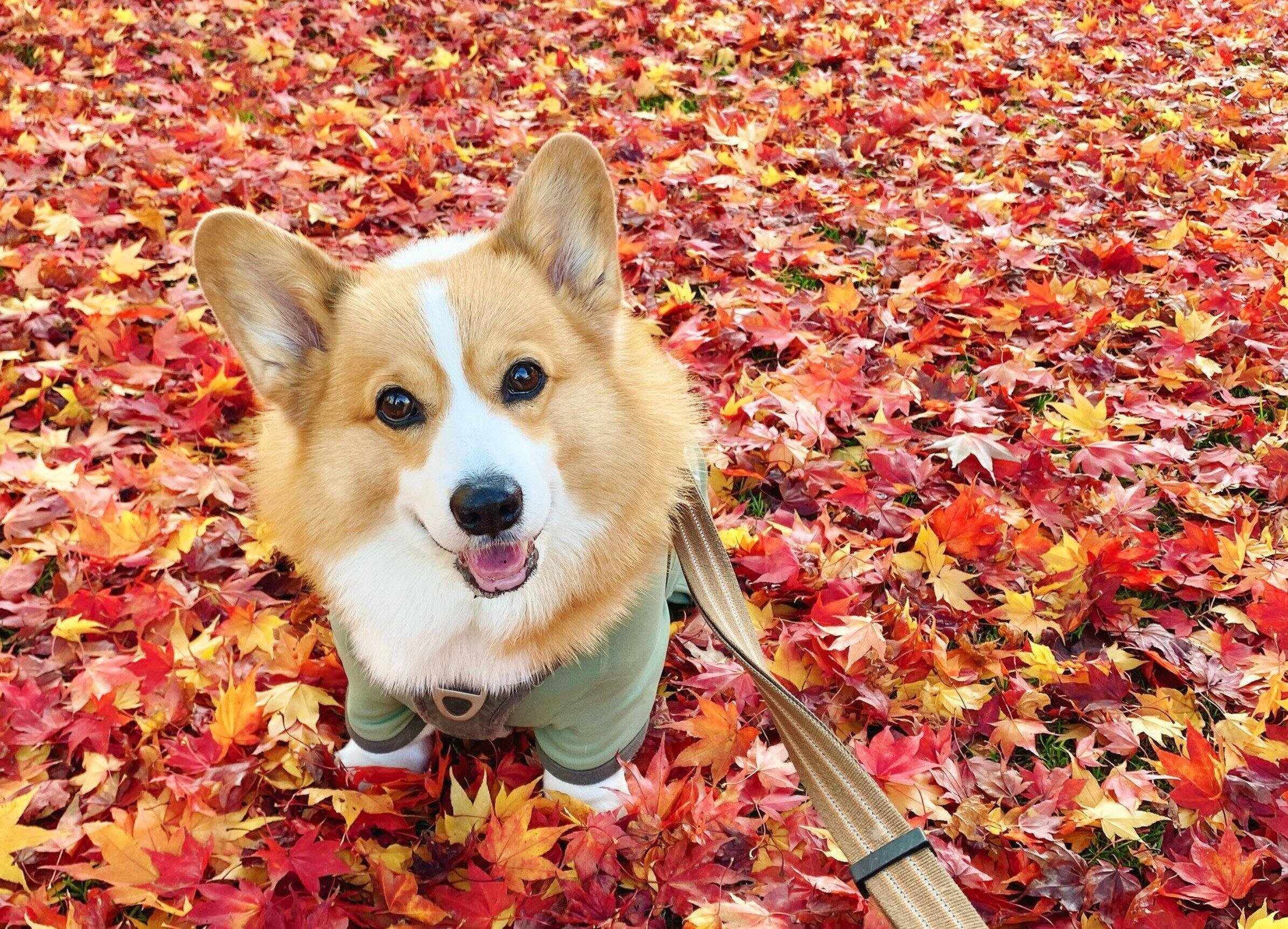 笑顔のこてつくん