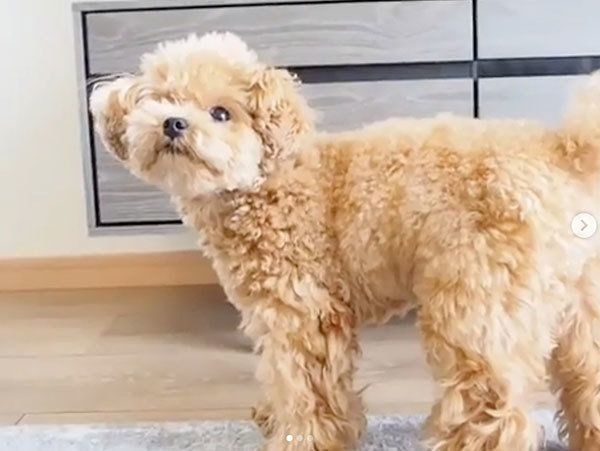 見つめるティーカップ・プードル