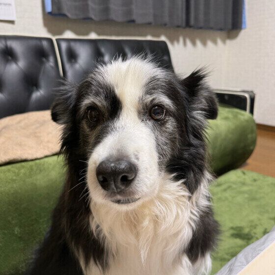 家の中で起こるシニア犬の思わぬケガを防ぐ方法とは いぬのきもち