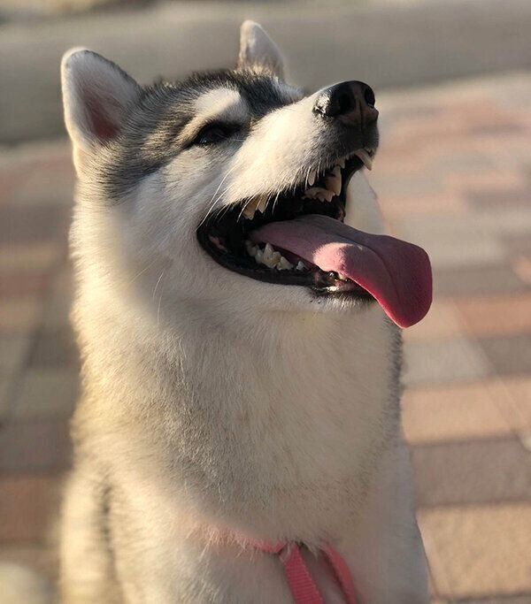 お散歩ができて喜ぶほづみちゃん