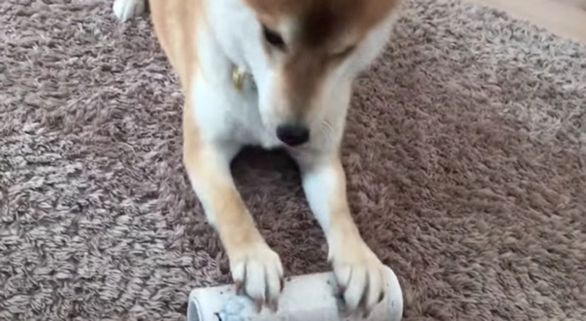 うぉ 待て待てぇ コロコロを夢中で追いかける柴犬がかわいい いぬのきもちweb Magazine うぉ 待て待てぇ コロコロを夢中で追いかける柴犬がかわいい いぬのきもちweb Magazine