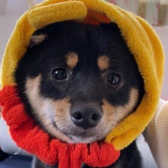 オレンジと赤のフリース素材のマフラー（？）を顎から頭頂部までぐるりと巻いて、愛らしい目でこちらを見つめる黒い柴犬（眉頭と口の周りは薄茶色）