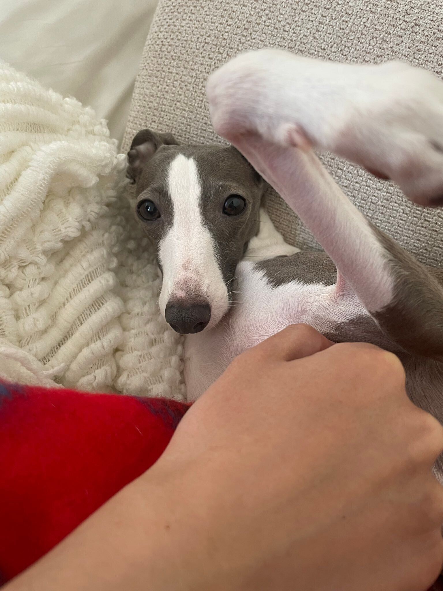 飼い主さんに撫でられている犬