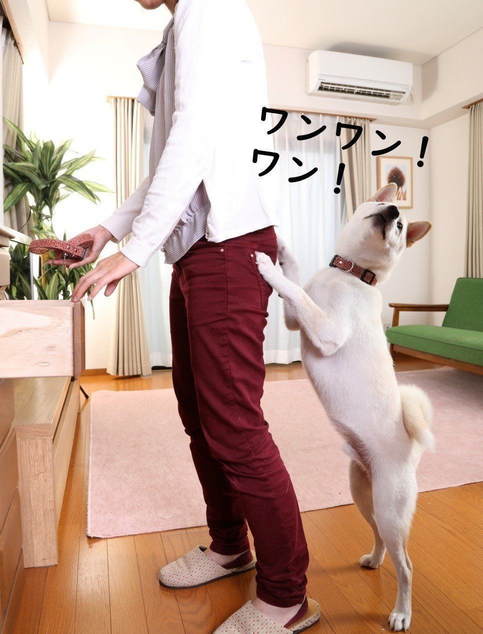 愛犬の 裏をかく のがコツ 興奮して吠える を直すテク３つ いぬのきもちweb Magazine