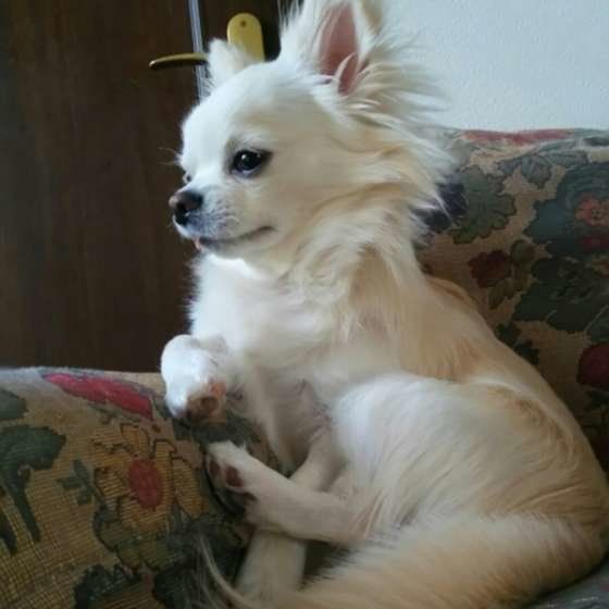 人間みたいにソファーでくつろぐチワワちゃん