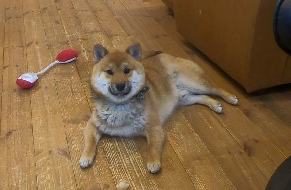 カメラを見つめるおにぎりくん