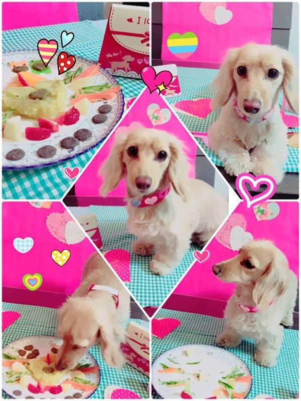 食べるカニーンヘン・ダックスフンド