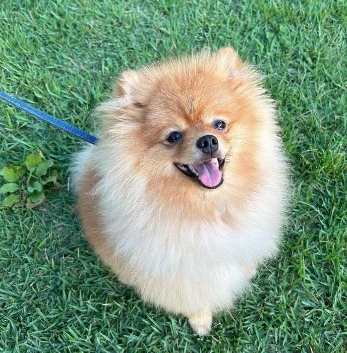 散歩を楽しむまろくん