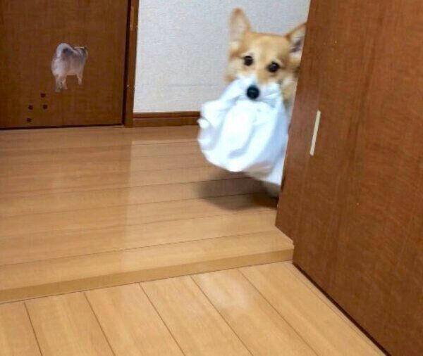 お父さんから託されたTシャツを運ぶベルちゃん