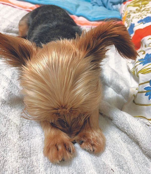 三重県 モアナちゃん（メス・３才／2.7kg／ヨークシャー・テリア）