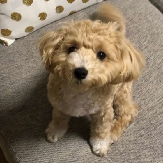 お座りするミックス犬